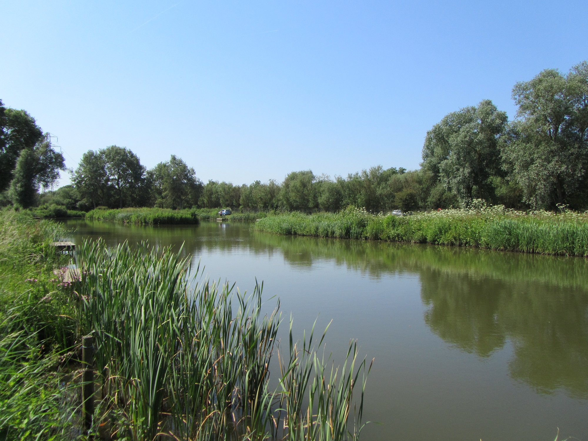 Established commercial coarse fishery for sale in Chelmsford Fenn Wright